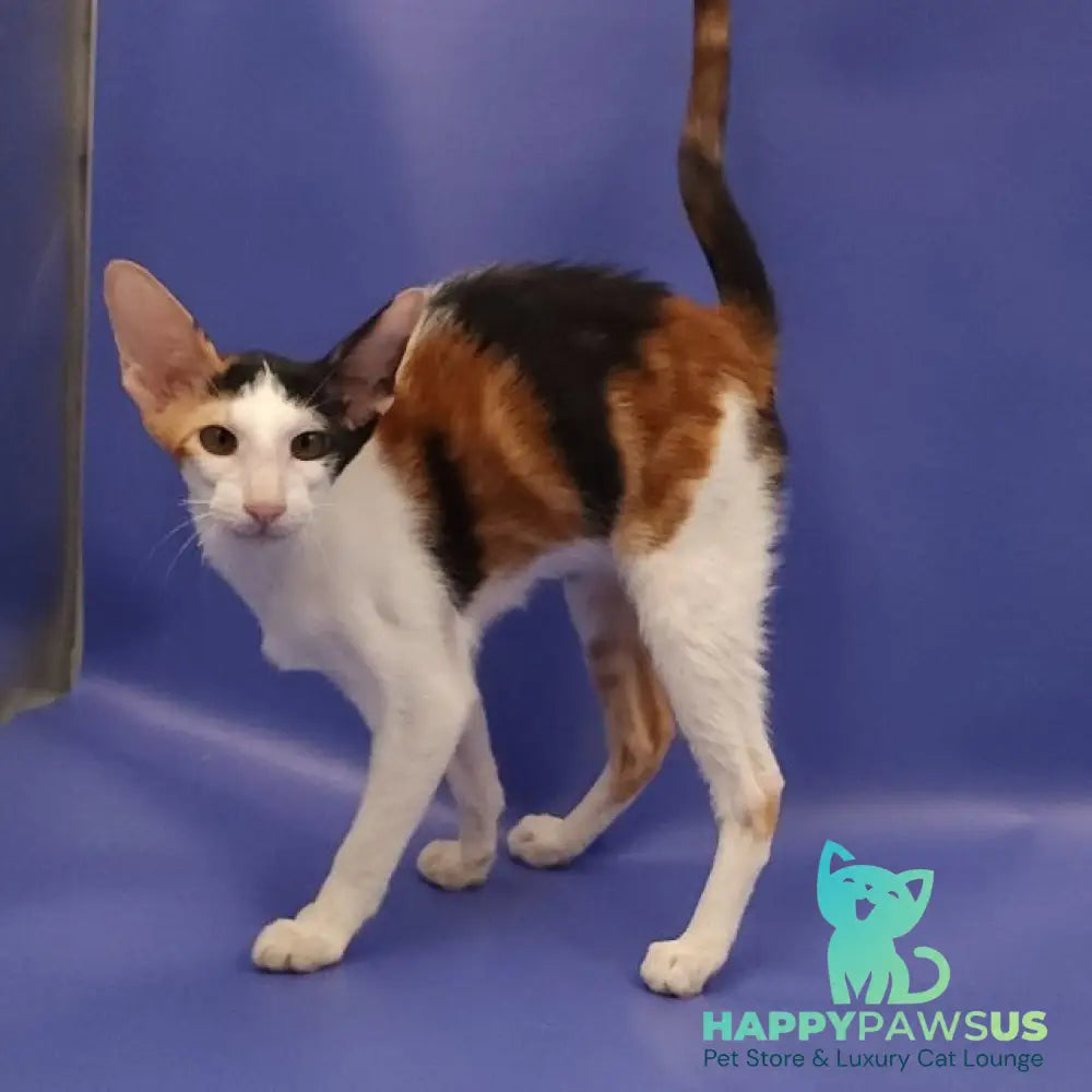 Ulrica Oriental Shorthair female black tortie tabby harlequin - live animals