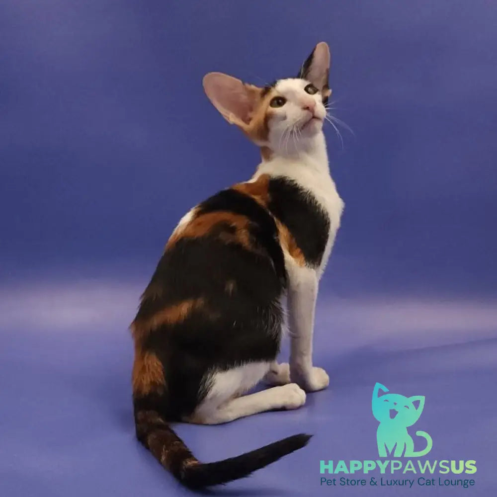 Ulrica Oriental Shorthair female black tortie tabby harlequin - live animals
