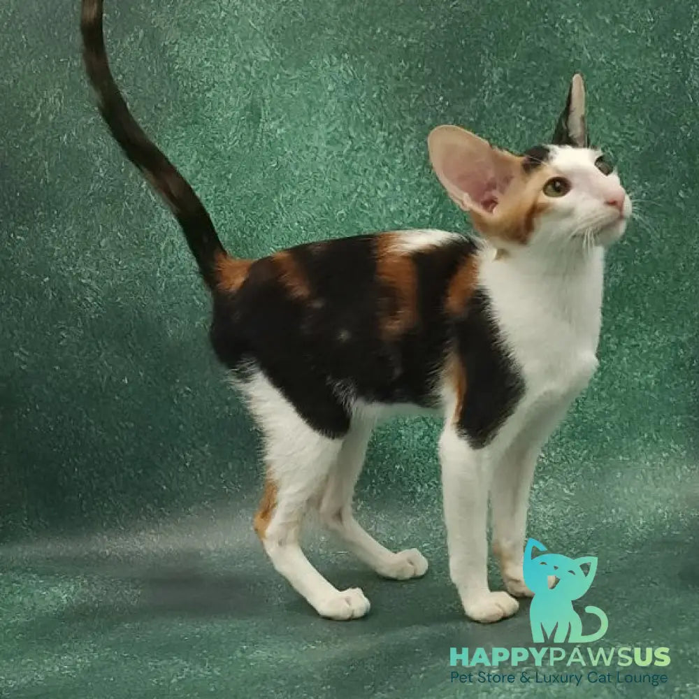 Ulrica Oriental Shorthair female black tortie tabby harlequin - live animals