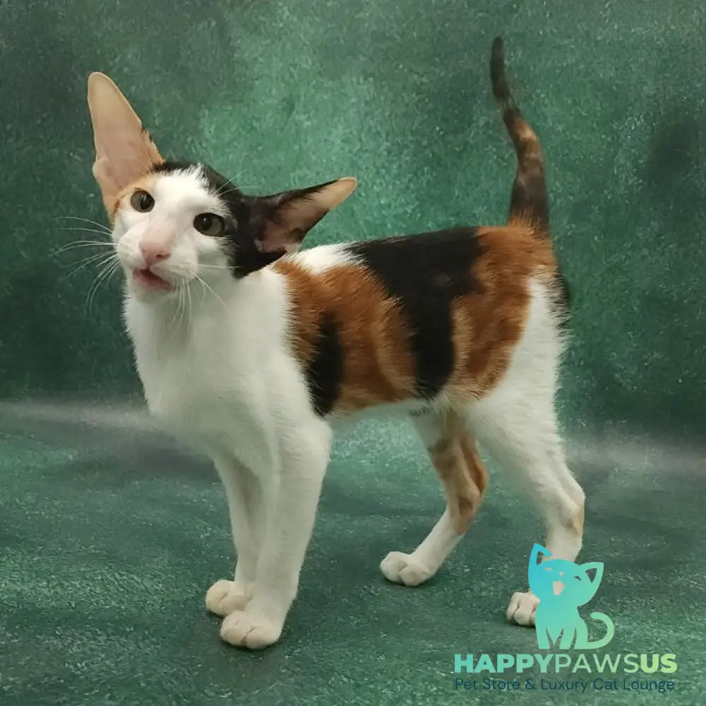 Ulrica Oriental Shorthair female black tortie tabby harlequin - live animals