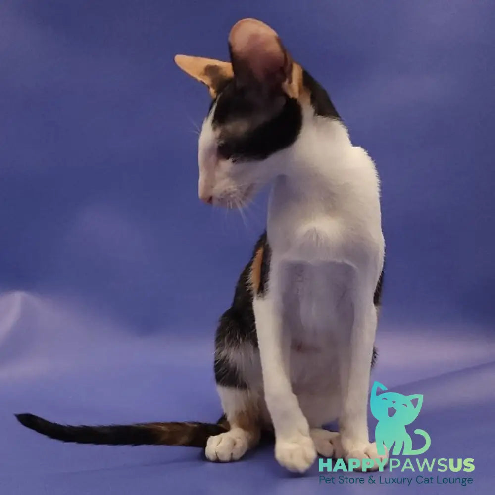 Ulrica Oriental Shorthair female black tortie tabby harlequin - live animals