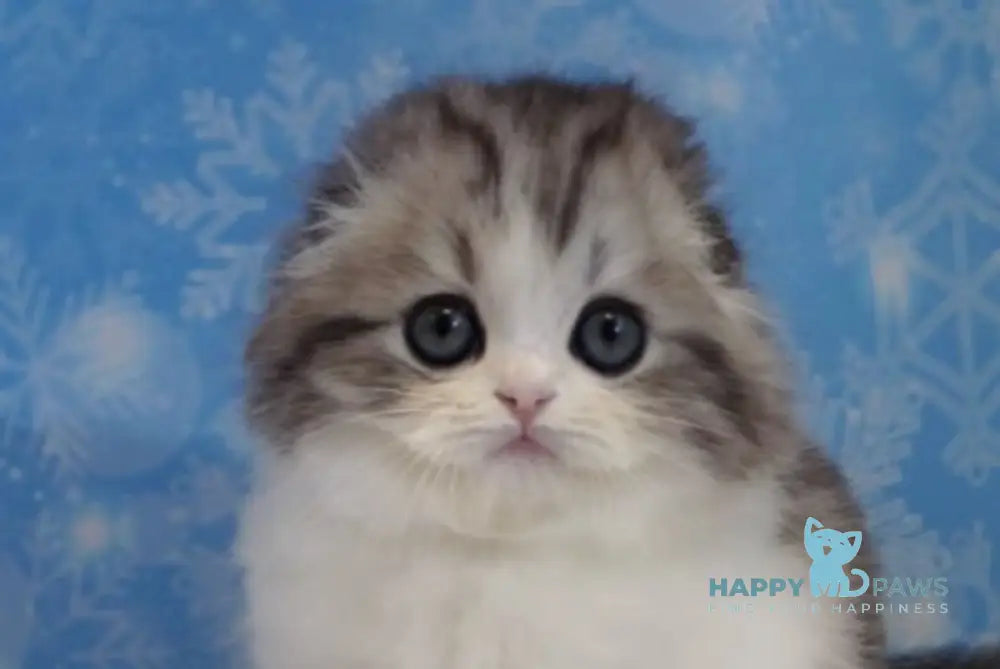 Ulrik Scottish Fold male black silver tabby bicolour live animals