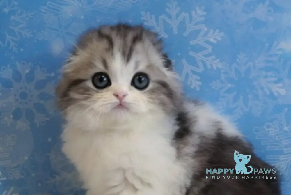 Ulrik Scottish Fold male black silver tabby bicolour live animals