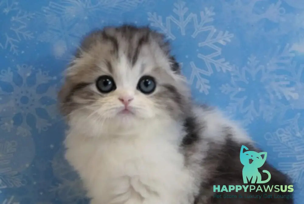 Ulrik Scottish Fold male black silver tabby bicolour live animals