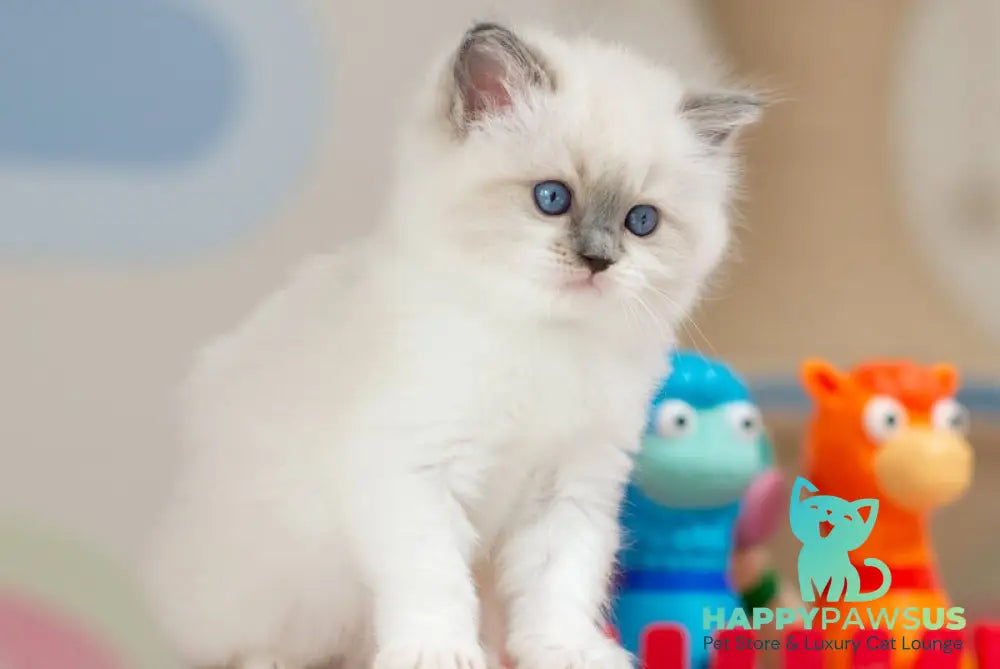 Ultra Ragdoll female blue mitted - live animals