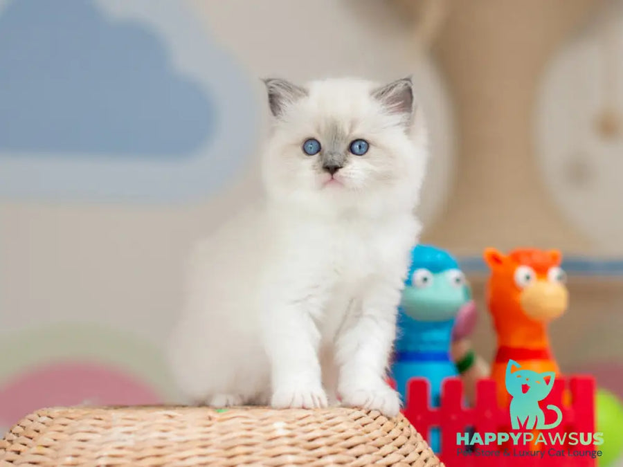 Ultra Ragdoll female blue mitted - live animals