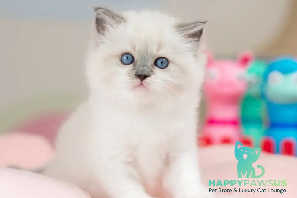 Ultra Ragdoll female blue mitted - live animals