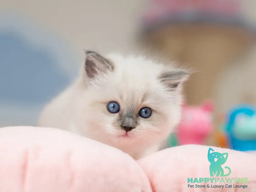 Ultra Ragdoll female blue mitted - live animals