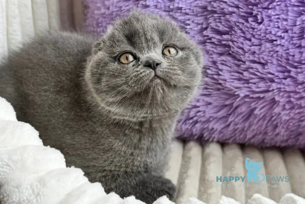 Ultra Scottish Fold female blue live animals