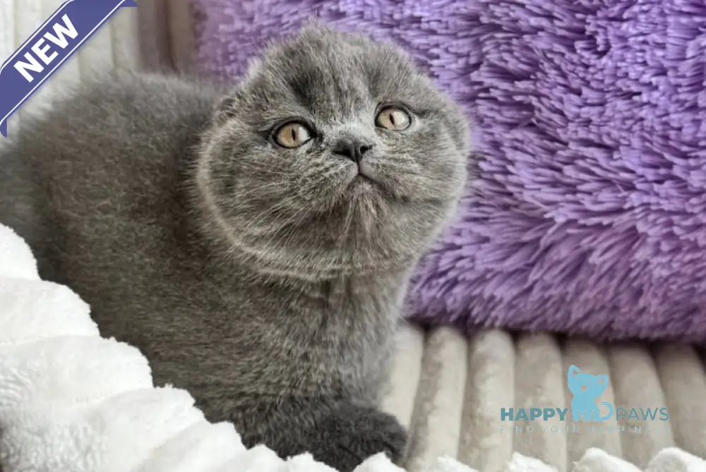 Ultra Scottish Fold female blue live animals