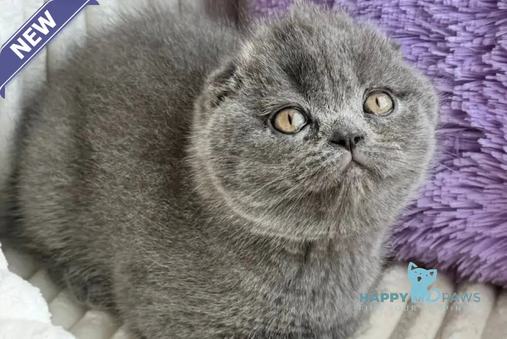 Ultra Scottish Fold female blue live animals