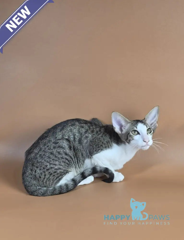 Ulya Oriental Shorthair female black bicolour spotted tabby - live animals