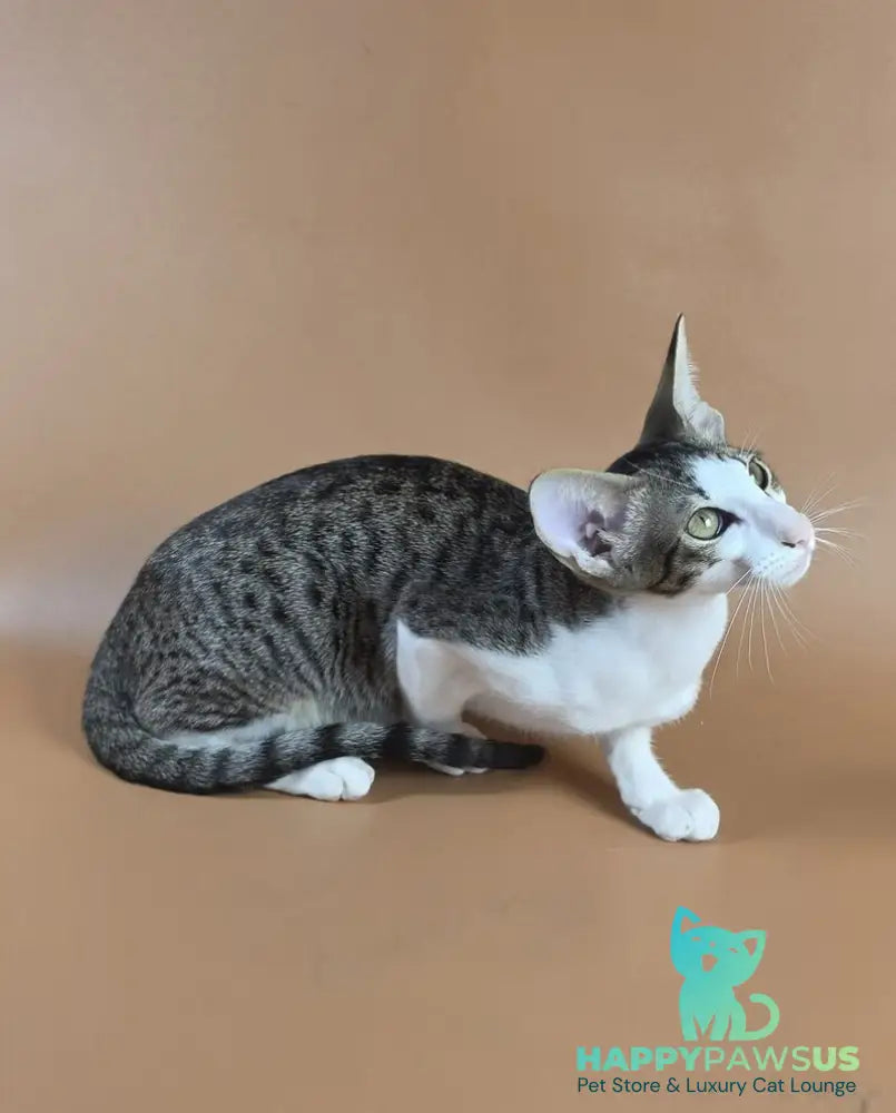 Ulya Oriental Shorthair female black bicolour spotted tabby - live animals