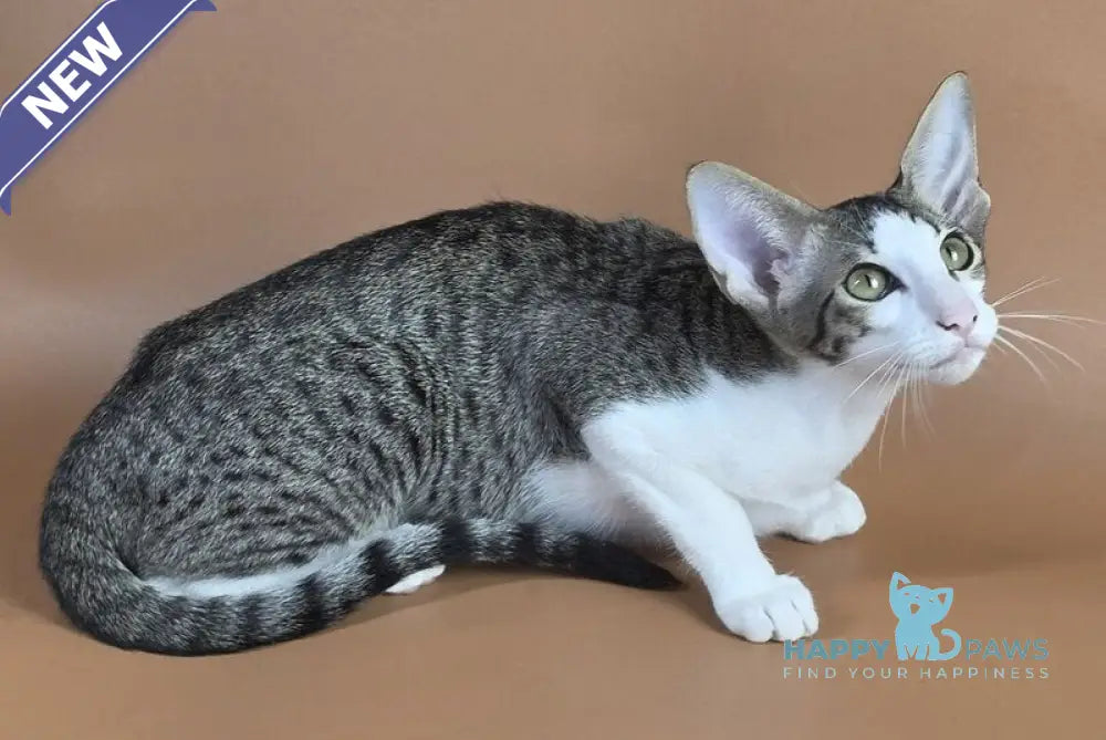 Ulya Oriental Shorthair female black bicolour spotted tabby - live animals