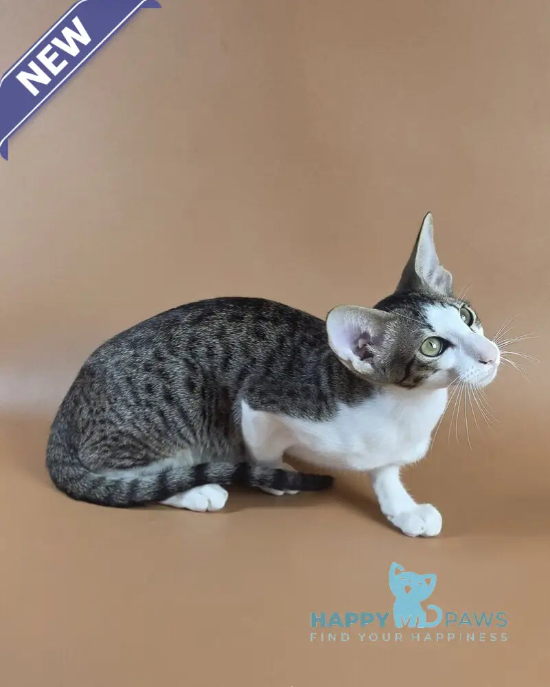 Ulya Oriental Shorthair female black bicolour spotted tabby - live animals