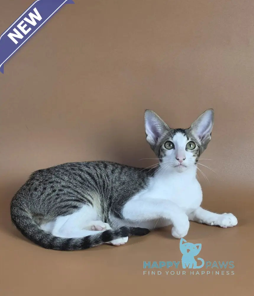 Ulya Oriental Shorthair female black bicolour spotted tabby - live animals