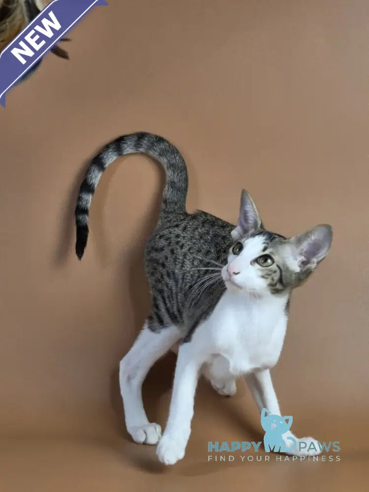 Ulya Oriental Shorthair female black bicolour spotted tabby - live animals