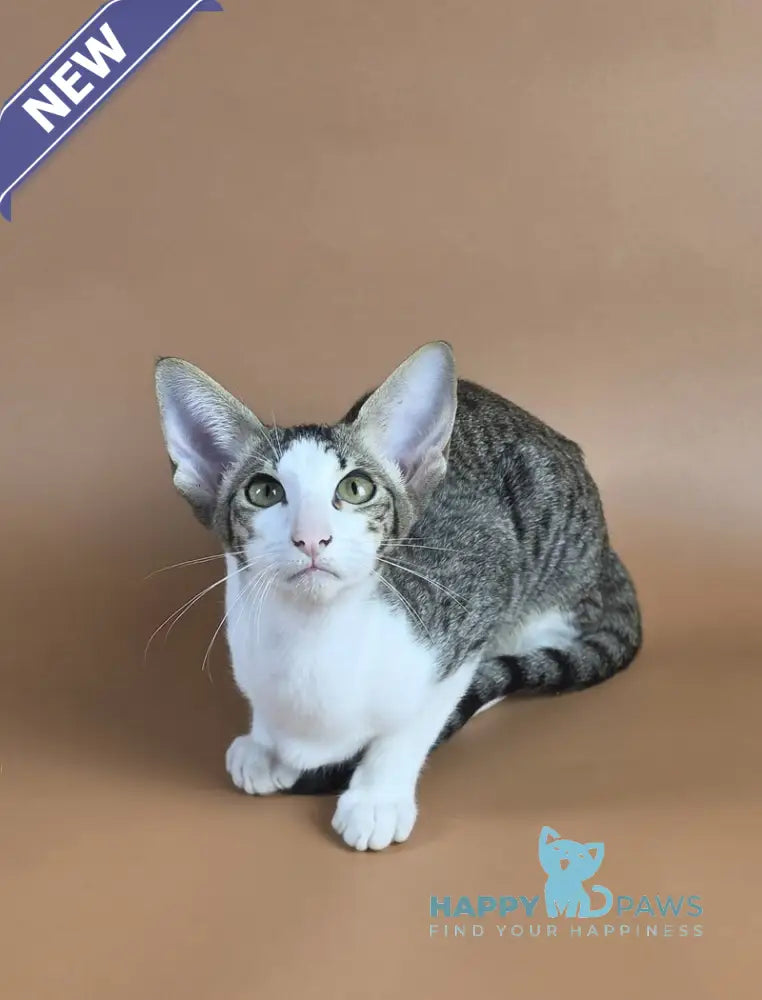 Ulya Oriental Shorthair female black bicolour spotted tabby - live animals