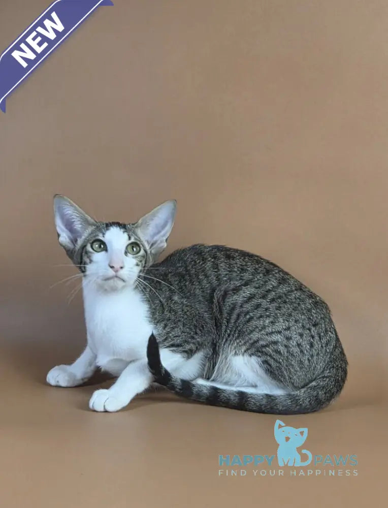 Ulya Oriental Shorthair female black bicolour spotted tabby - live animals