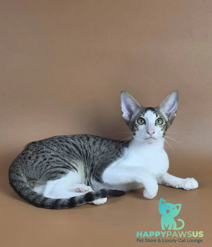 Ulya Oriental Shorthair female black bicolour spotted tabby - live animals