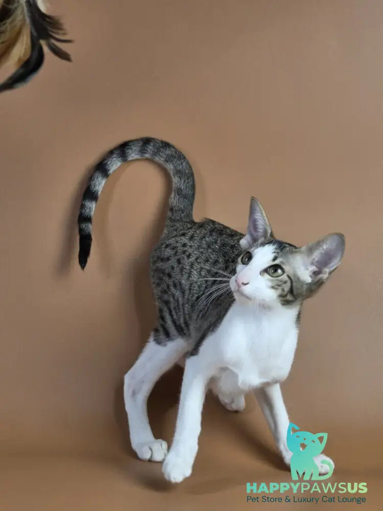 Ulya Oriental Shorthair female black bicolour spotted tabby - live animals