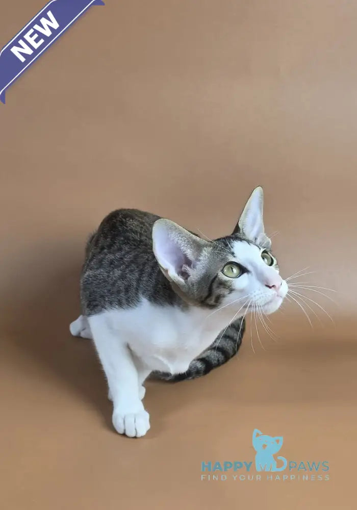 Ulya Oriental Shorthair female black bicolour spotted tabby - live animals