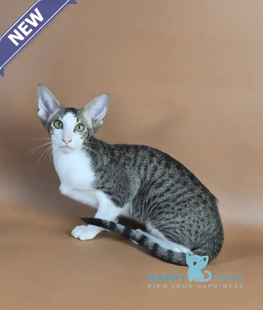 Ulya Oriental Shorthair female black bicolour spotted tabby - live animals