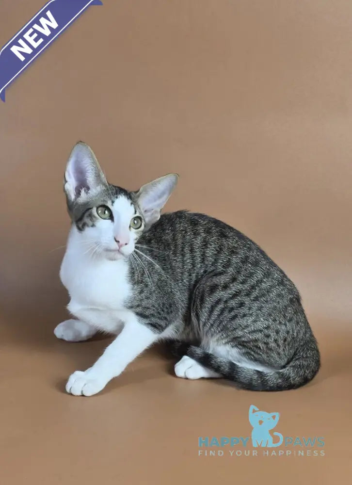 Ulya Oriental Shorthair female black bicolour spotted tabby - live animals