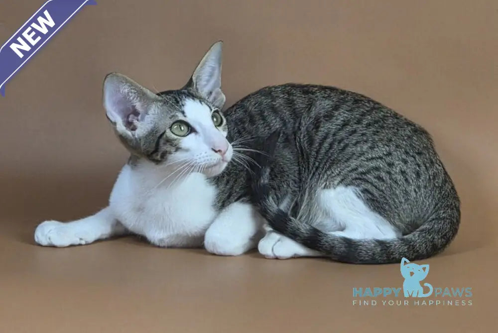 Ulya Oriental Shorthair female black bicolour spotted tabby - live animals