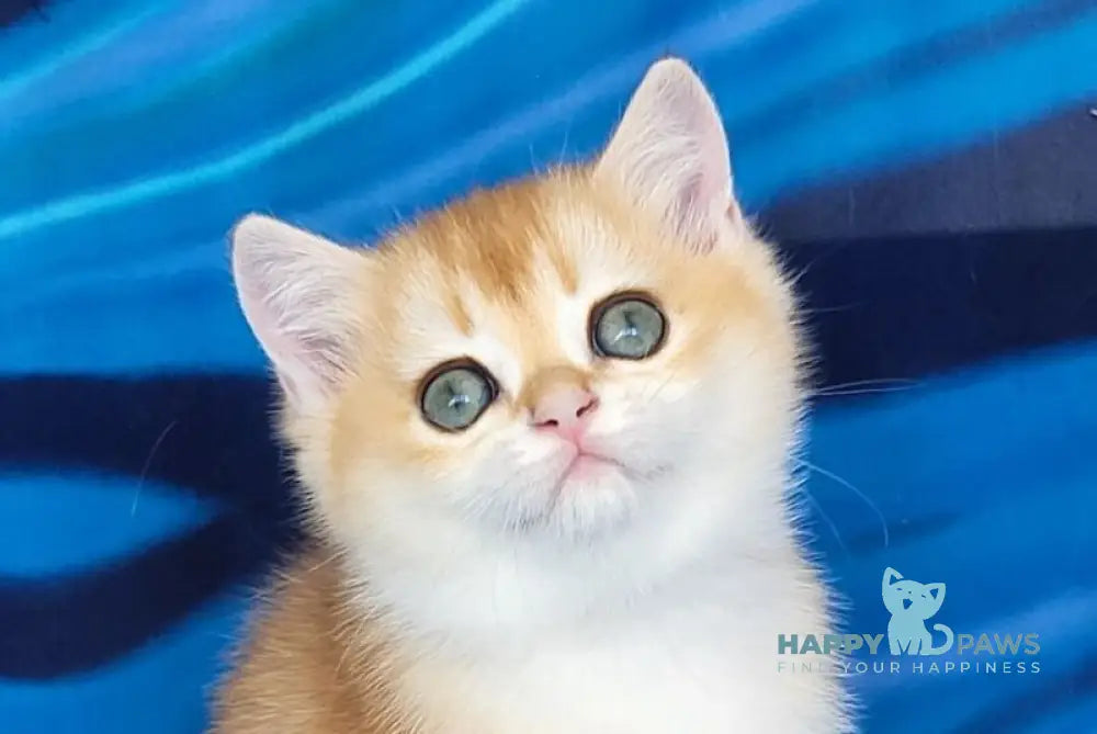 Ulyana British Shorthair female chocolate golden chinchilla live animals