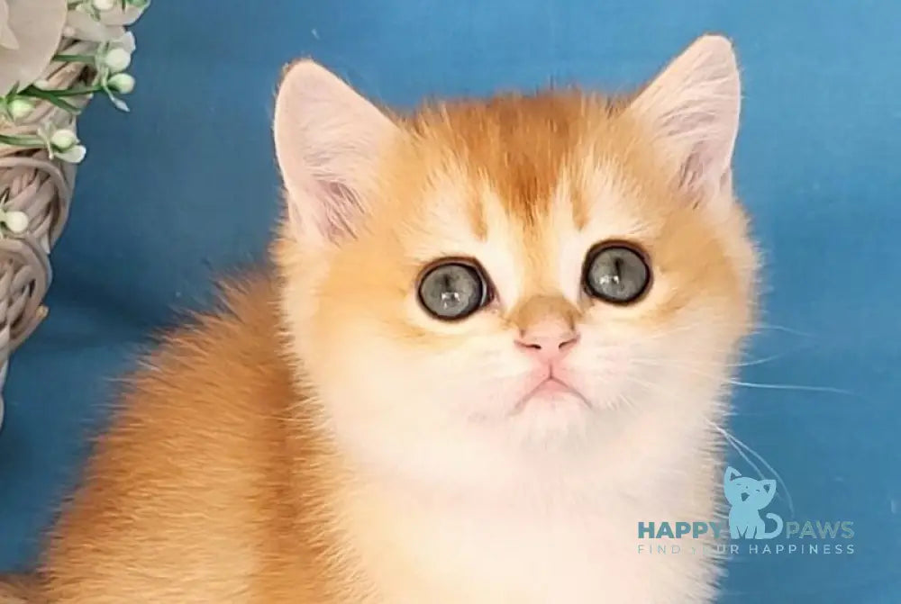 Ulyana British Shorthair female chocolate golden chinchilla live animals