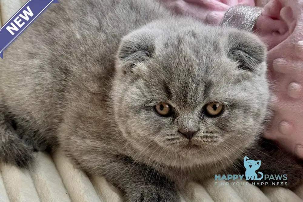 Ulyana Scottish Fold female blue live animals