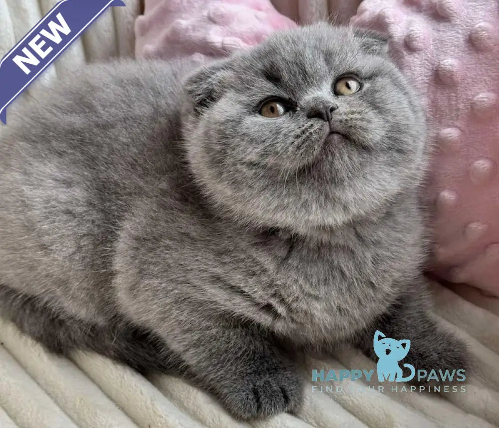 Ulyana Scottish Fold female blue live animals