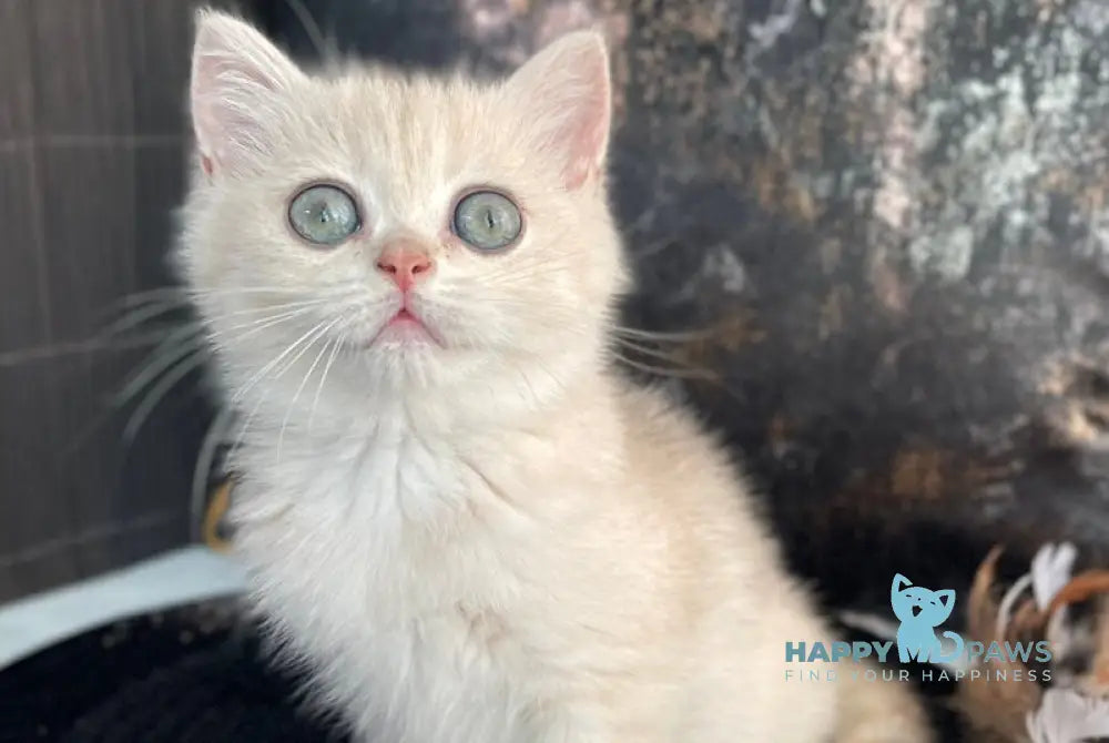 Ulyasha British Shorthair female blue golden spotted tabby live animals