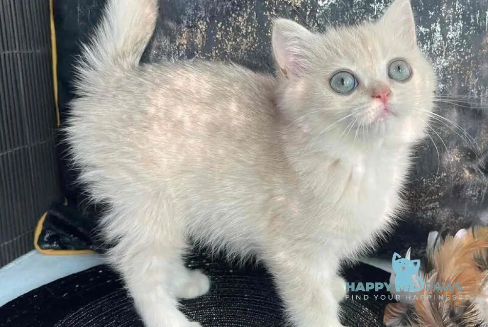 Ulyasha British Shorthair female blue golden spotted tabby live animals