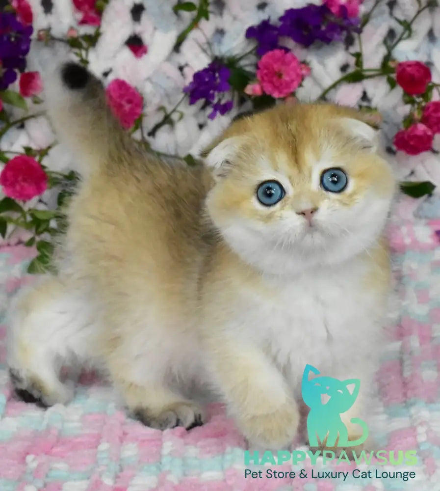 Ulyasha Scottish Fold female black golden shaded - live animals