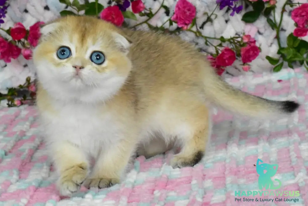Ulyasha Scottish Fold female black golden shaded - live animals