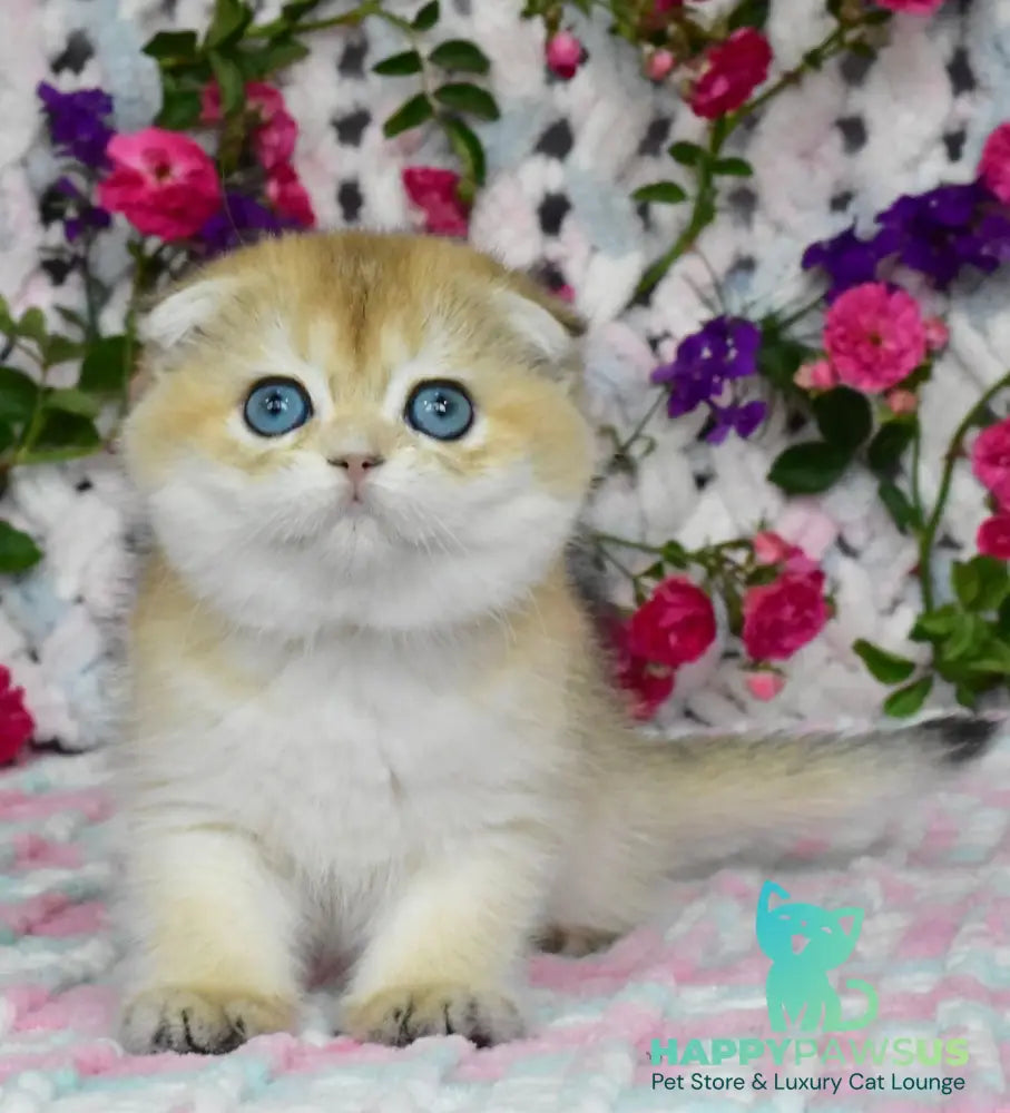 Ulyasha Scottish Fold female black golden shaded - live animals