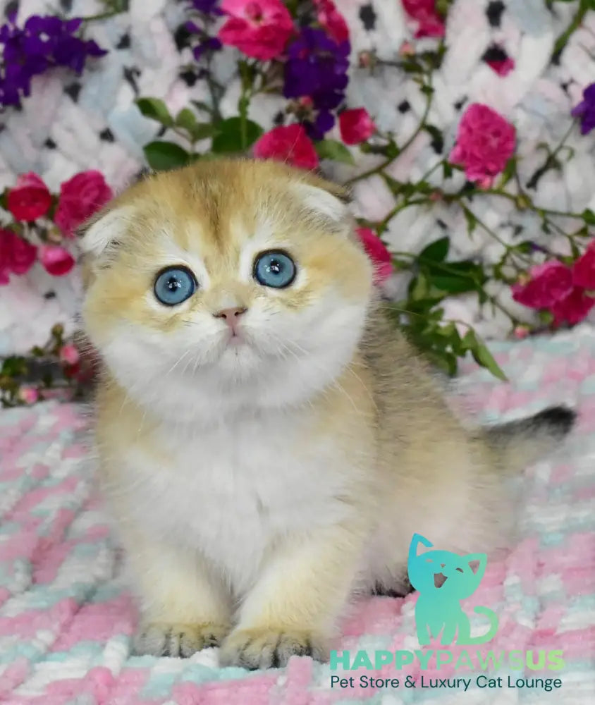 Ulyasha Scottish Fold female black golden shaded - live animals