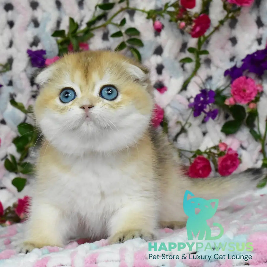 Ulyasha Scottish Fold female black golden shaded - live animals