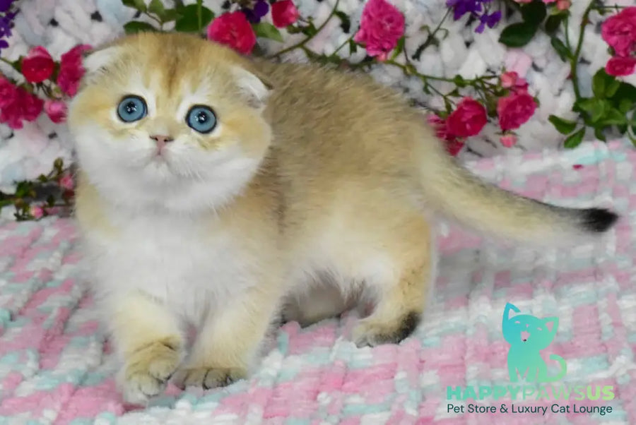 Ulyasha Scottish Fold female black golden shaded - live animals