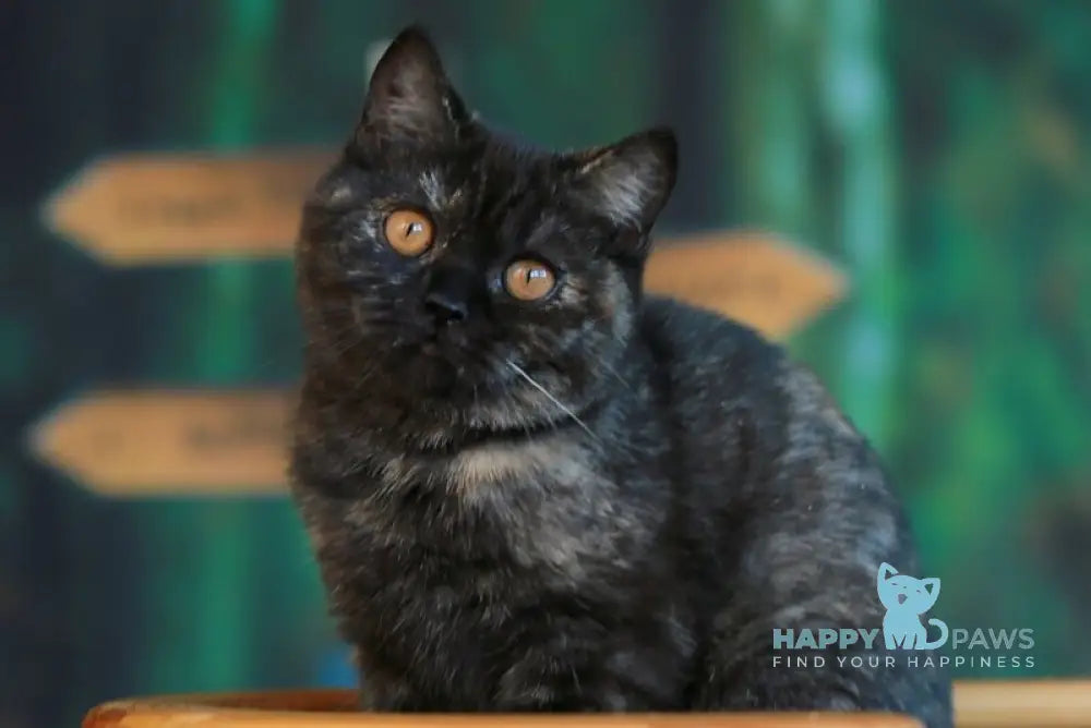 Ulysses British Shorthair female black tortie live animals