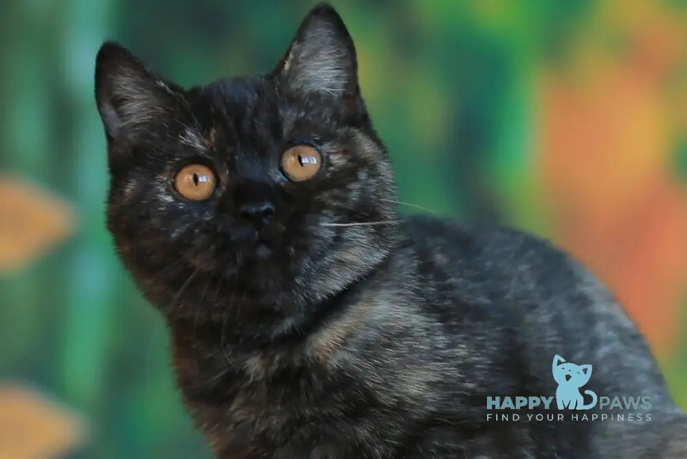 Ulysses British Shorthair female black tortie live animals