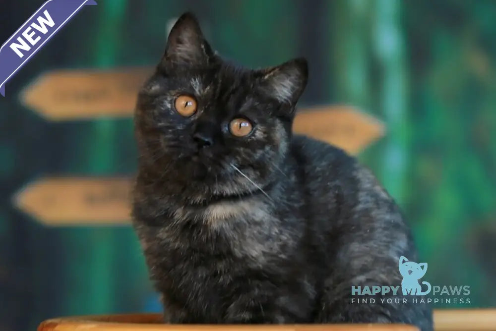 Ulysses British Shorthair female black tortie live animals