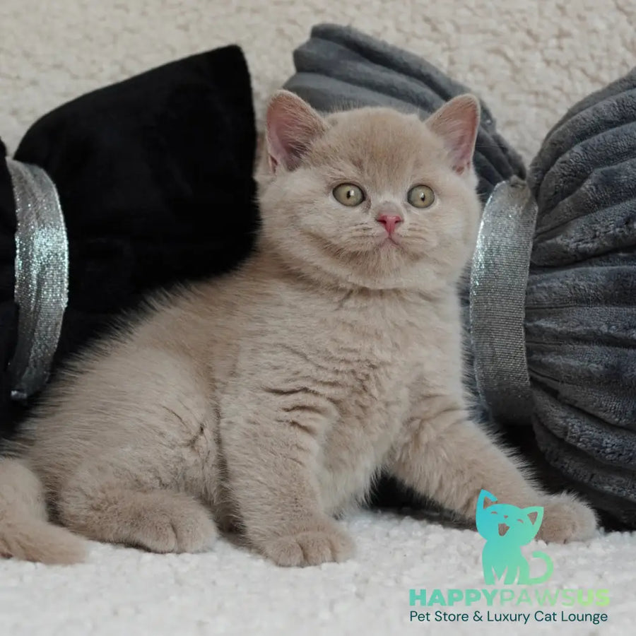 Ulysses British Shorthair male fawn - live animals