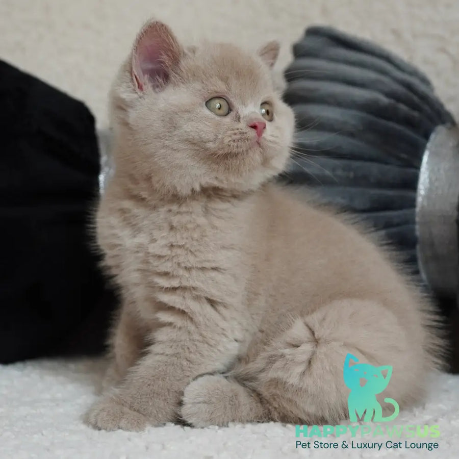 Ulysses British Shorthair male fawn - live animals