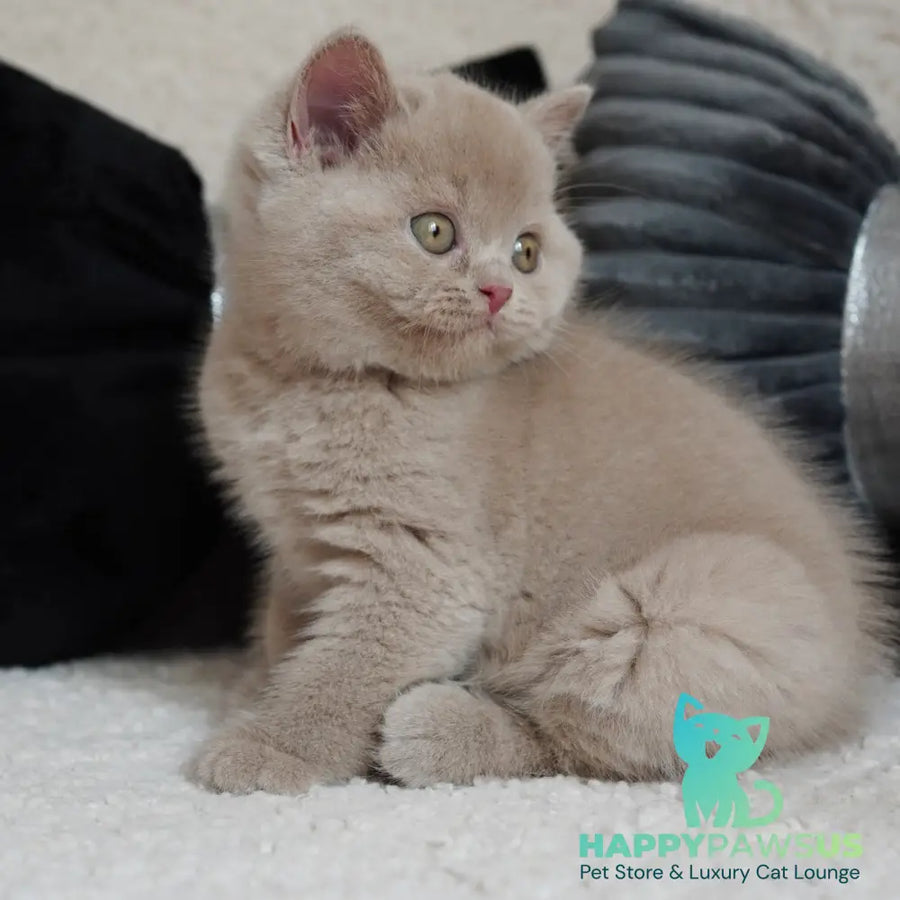 Ulysses British Shorthair male fawn - live animals