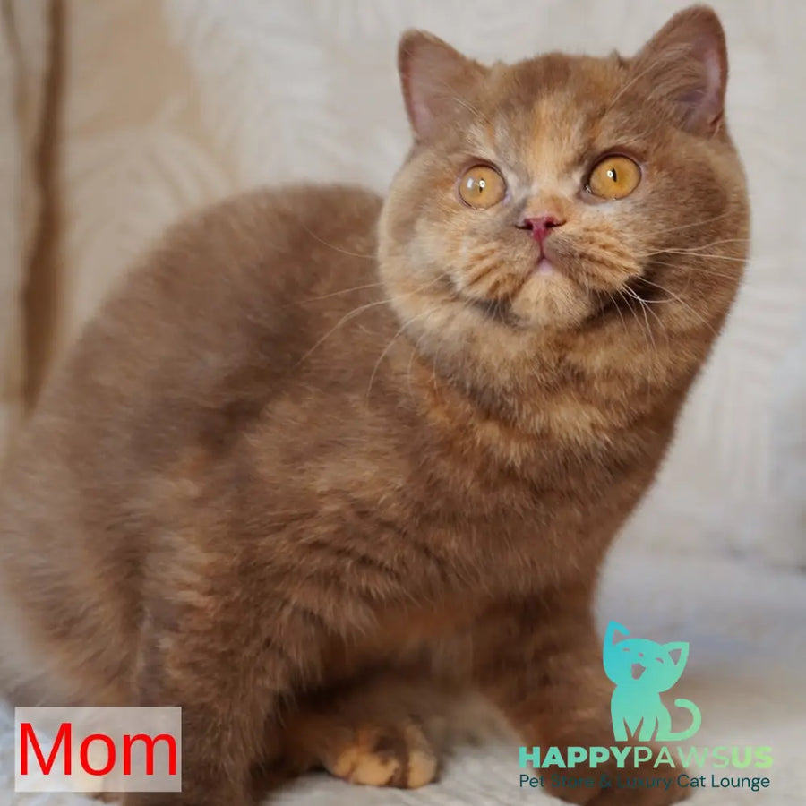 Ulysses British Shorthair male fawn - live animals