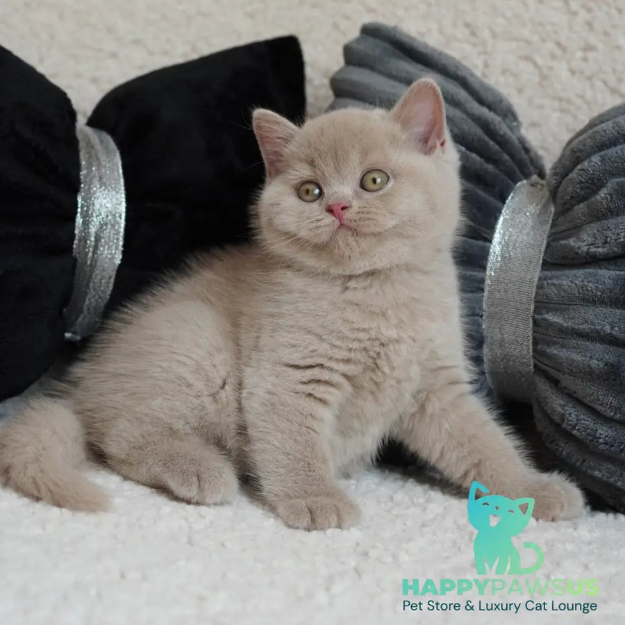 Ulysses British Shorthair male fawn - live animals