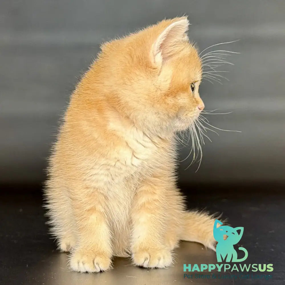 Ulysses Scottish Straight male black golden chinchilla - live animals